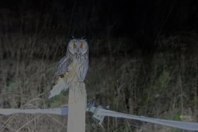 Hibou moyen-duc