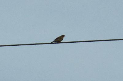 Pipit farlouse