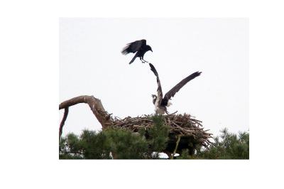 Balbuzard pêcheur