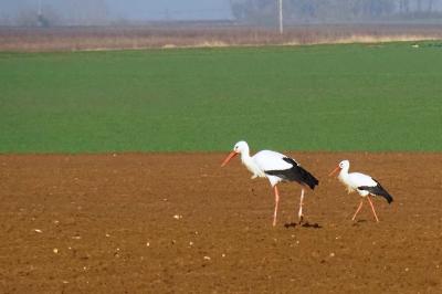 Cigogne blanche