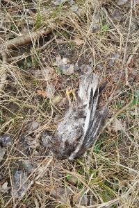 Buse variable