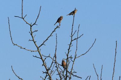 Linotte mélodieuse