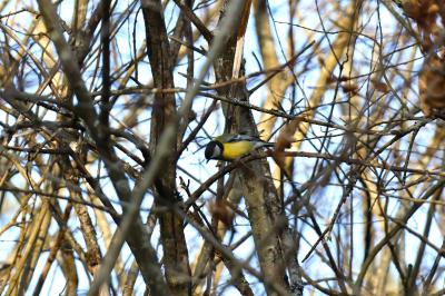 Mésange charbonnière