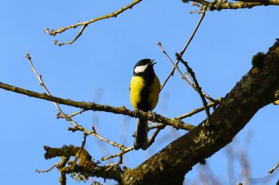 Mésange charbonnière