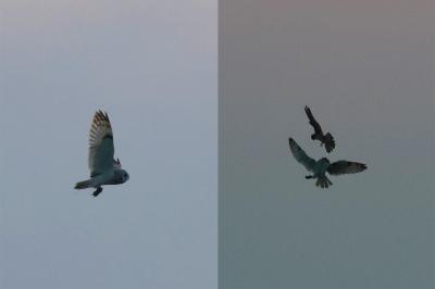 Hibou des marais