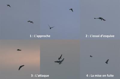 Hibou des marais