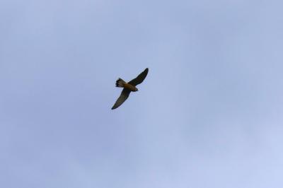 Faucon crécerelle