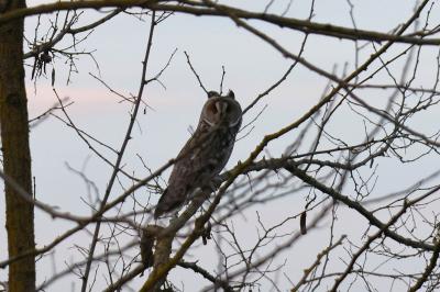 Hibou moyen-duc