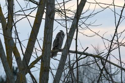 Hibou moyen-duc