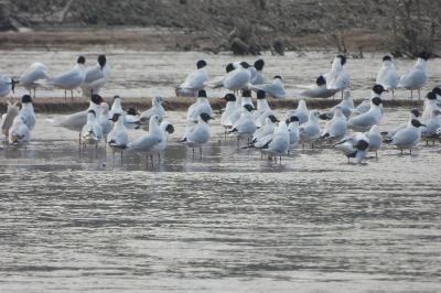 Mouette mélanocéphale