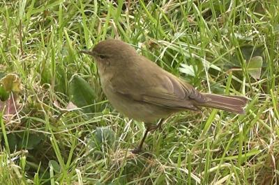Phylloscopus collybita