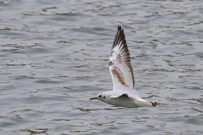 Mouette rieuse