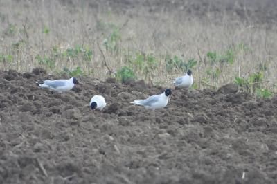 Mouette mélanocéphale