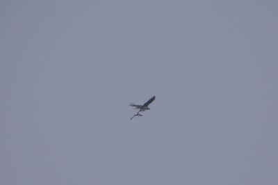 Balbuzard pêcheur