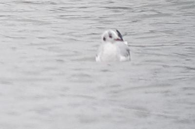 Mouette de Bonaparte