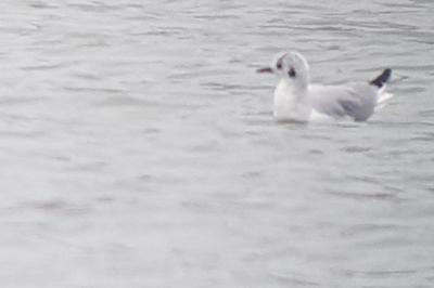 Mouette de Bonaparte