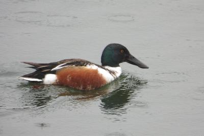 Canard souchet