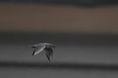 Mouette de Bonaparte