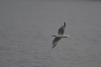 Mouette de Bonaparte