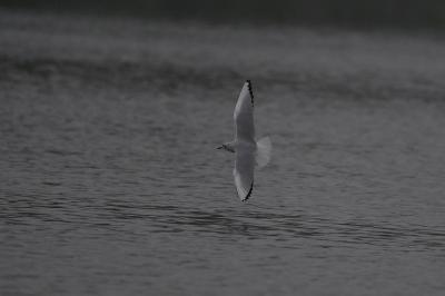Mouette de Bonaparte