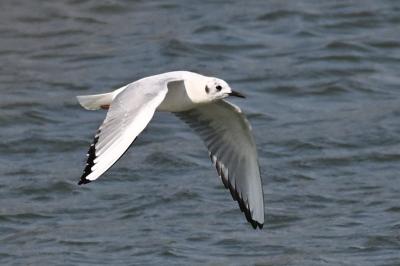 Mouette de Bonaparte
