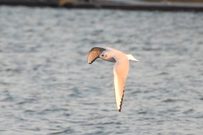 Mouette de Bonaparte