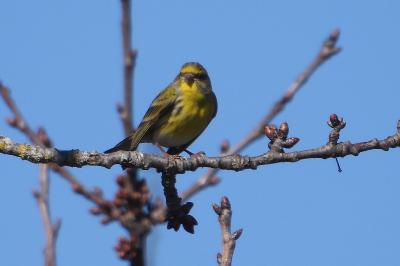 Serin cini