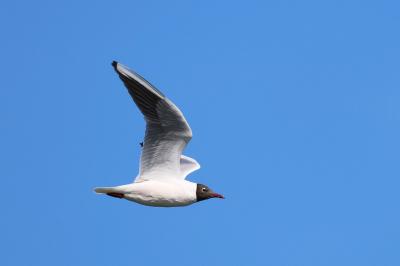 Mouette rieuse