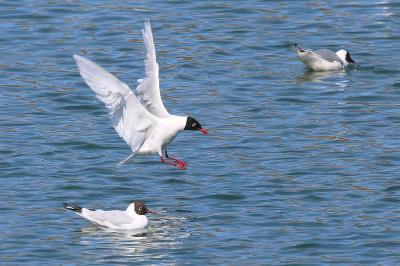Mouette mélanocéphale