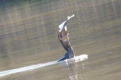 Grand Cormoran