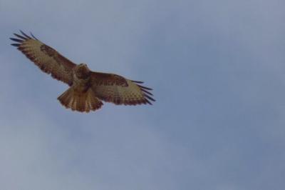 Buteo buteo