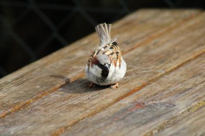 Moineau domestique