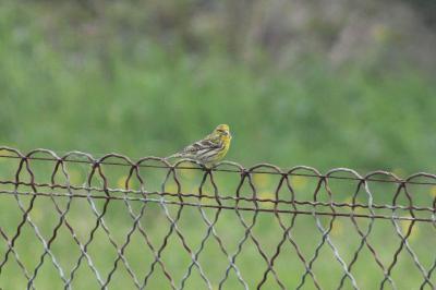 Serin cini