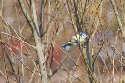 Mésange bleue