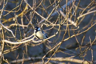 Mésange charbonnière