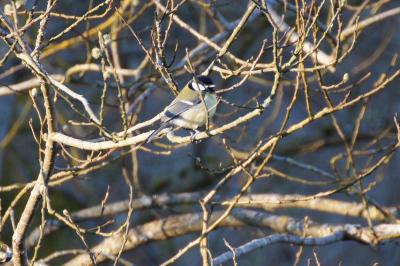Mésange charbonnière