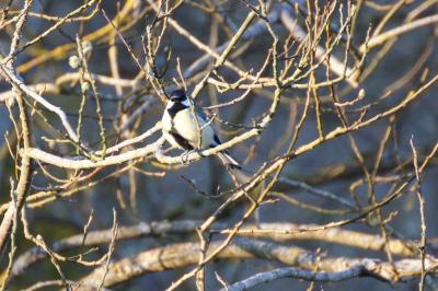 Mésange charbonnière