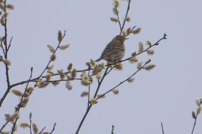 Pipit farlouse