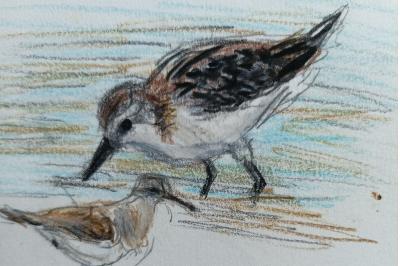 Calidris minuta