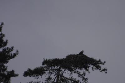 Balbuzard pêcheur
