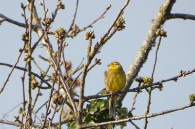 Bruant jaune