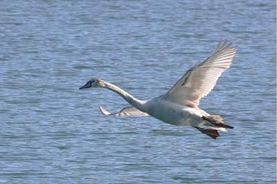 Cygne tuberculé