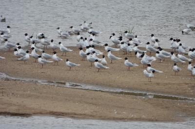 Mouette mélanocéphale