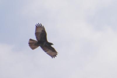 Buse variable
