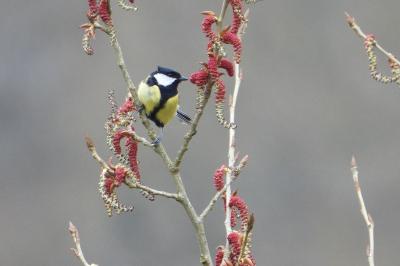 Mésange charbonnière