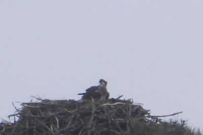 Balbuzard pêcheur