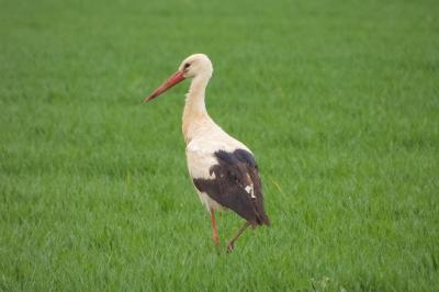 Cigogne blanche