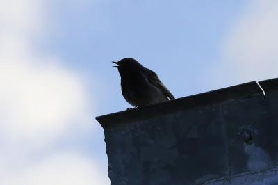 Rougequeue noir