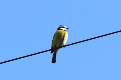 Mésange bleue