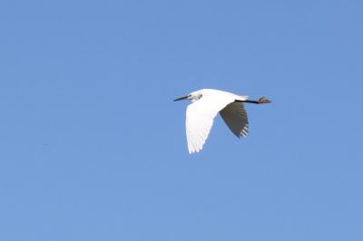 Aigrette garzette